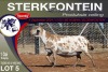 1X MEATMASTER EWE STERKFONTEIN MEATMASTERS - 3