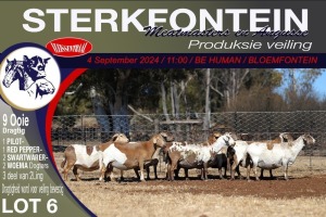 9X MEATMASTER PREGNANT EWE STERKFONTEIN MEATMASTERS