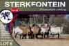 9X MEATMASTER PREGNANT EWE STERKFONTEIN MEATMASTERS - 3