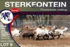 9X MEATMASTER PREGNANT EWE STERKFONTEIN MEATMASTERS - 4