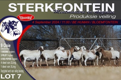 9X MEATMASTER EWE STERKFONTEIN MEATMASTERS