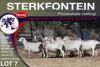 9X MEATMASTER EWE STERKFONTEIN MEATMASTERS - 2