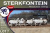 9X MEATMASTER EWE STERKFONTEIN MEATMASTERS - 3