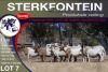 9X MEATMASTER EWE STERKFONTEIN MEATMASTERS - 4