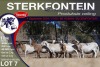 9X MEATMASTER EWE STERKFONTEIN MEATMASTERS - 5