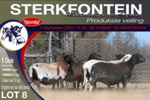 5X MEATMASTER EWE STERKFONTEIN MEATMASTERS