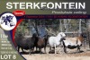 5X MEATMASTER EWE STERKFONTEIN MEATMASTERS - 3