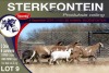 3+6X MEATMASTER EWE STERKFONTEIN MEATMASTERS - 2