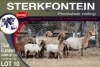 3+6X MEATMASTER EWE STERKFONTEIN MEATMASTERS