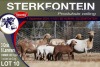 3+6X MEATMASTER EWE STERKFONTEIN MEATMASTERS - 2