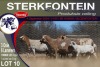 3+6X MEATMASTER EWE STERKFONTEIN MEATMASTERS - 3