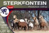 3+6X MEATMASTER EWE STERKFONTEIN MEATMASTERS - 4