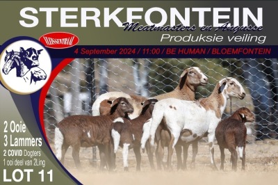 2+4X MEATMASTER EWE STERKFONTEIN MEATMASTERS