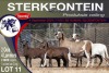 2+4X MEATMASTER EWE STERKFONTEIN MEATMASTERS - 2