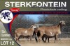 1+2X MEATMASTER EWE STERKFONTEIN MEATMASTERS