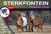 1+2X MEATMASTER EWE STERKFONTEIN MEATMASTERS - 4