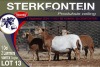 1+2X MEATMASTER EWE STERKFONTEIN MEATMASTERS - 5