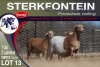 1+2X MEATMASTER EWE STERKFONTEIN MEATMASTERS - 6