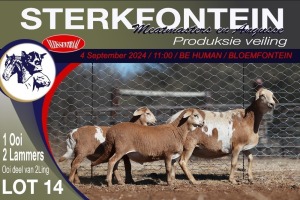 1+2X MEATMASTER EWE STERKFONTEIN MEATMASTERS