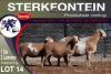 1+2X MEATMASTER EWE STERKFONTEIN MEATMASTERS - 2