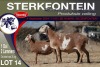 1+2X MEATMASTER EWE STERKFONTEIN MEATMASTERS - 3