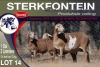 1+2X MEATMASTER EWE STERKFONTEIN MEATMASTERS - 4