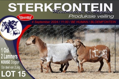 1+2X MEATMASTER EWE STERKFONTEIN MEATMASTERS