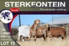 1+2X MEATMASTER EWE STERKFONTEIN MEATMASTERS - 3