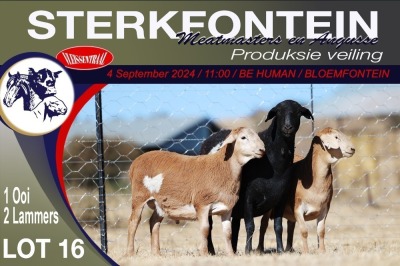 1+2X MEATMASTER EWE STERKFONTEIN MEATMASTERS