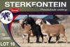 1+2X MEATMASTER EWE STERKFONTEIN MEATMASTERS - 2