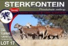 5+5X MEATMASTER EWE STERKFONTEIN MEATMASTERS - 4