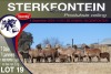 7+7X MEATMASTER EWE STERKFONTEIN MEATMASTERS