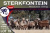 7+7X MEATMASTER EWE STERKFONTEIN MEATMASTERS - 2