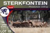 7+7X MEATMASTER EWE STERKFONTEIN MEATMASTERS - 3