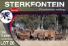 6+10X MEATMASTER EWE STERKFONTEIN MEATMASTERS - 3