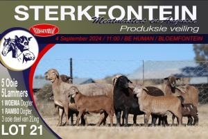 5+5X MEATMASTER EWE STERKFONTEIN MEATMASTERS