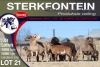 5+5X MEATMASTER EWE STERKFONTEIN MEATMASTERS - 2