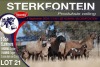 5+5X MEATMASTER EWE STERKFONTEIN MEATMASTERS - 3