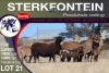 5+5X MEATMASTER EWE STERKFONTEIN MEATMASTERS - 4