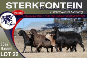 3+3X MEATMASTER EWE STERKFONTEIN MEATMASTERS