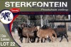 3+3X MEATMASTER EWE STERKFONTEIN MEATMASTERS - 2