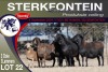 3+3X MEATMASTER EWE STERKFONTEIN MEATMASTERS - 3