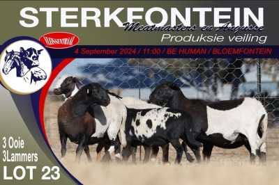 3+3X MEATMASTER EWE STERKFONTEIN MEATMASTERS