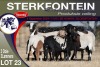 3+3X MEATMASTER EWE STERKFONTEIN MEATMASTERS - 2