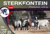 3+3X MEATMASTER EWE STERKFONTEIN MEATMASTERS - 4