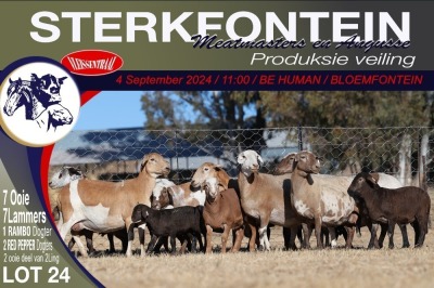 7+7X MEATMASTER EWE STERKFONTEIN MEATMASTERS