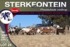 7+7X MEATMASTER EWE STERKFONTEIN MEATMASTERS - 3