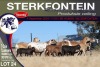 7+7X MEATMASTER EWE STERKFONTEIN MEATMASTERS - 4