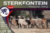 6X MEATMASTER PREGNANT EWE STERKFONTEIN MEATMASTERS