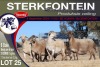 6X MEATMASTER PREGNANT EWE STERKFONTEIN MEATMASTERS - 2